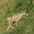 Les loups des Vosges