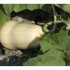 Courge butternut