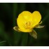 Renoncule ou  bouton-d'or