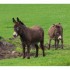 Les ânes.