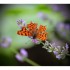 Robert-le-Diable ou Polygonia 