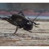 Gryllus campestris ou grillon 