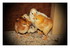 Des poussins