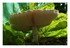 Le champignon.