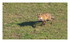 Le renard .