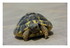 LA tortue de ma soeur !