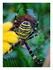 Argiope frelon.araignées aran