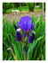 l'iris !