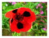 Coquelicot ladybird ou coqueli