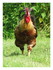Gaufrette découvre un coq !