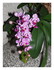 Mes orchidées.