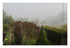 Le brouillard !