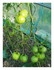 Mes tomates dans ma serre.