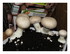 Mes champignons.