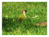 Pic vert ( Picus viridis)