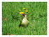 Pic vert ( Picus viridis)
