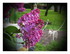 Mes premiers radis ! Mon lilas