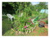 Un petit tour dans mon jardin 