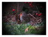 Mon petit rouge gorge !