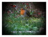 Mon petit rouge gorge !
