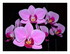 Mes orchidées !