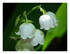 Mon muguet !