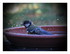 La mésange et son bain !
