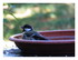 La mésange et son bain !