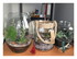 Les terrariums !