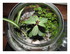 Les terrariums !