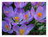 Mes crocus .