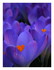 Mes crocus .