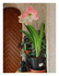 Mon amaryllis