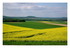 Des champs de colza.