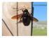 Abeille charpentière ou Xyloc