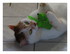 Mes chats !