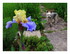 Mes iris dans mon jardin !