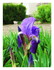Mes iris dans mon jardin !