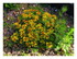 sedum floriferum