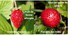Les fraises !