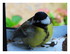 La mésange !