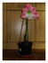 Mon amaryllis en fleurs