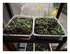 Mes plantations !