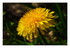Des fleurs !