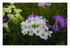 Des fleurs !