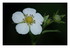 Des fleurs !