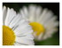 Des fleurs !