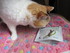 Test FLEXADIN pour chat.