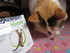 Test FLEXADIN pour chat.
