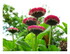 Mes fleurs !